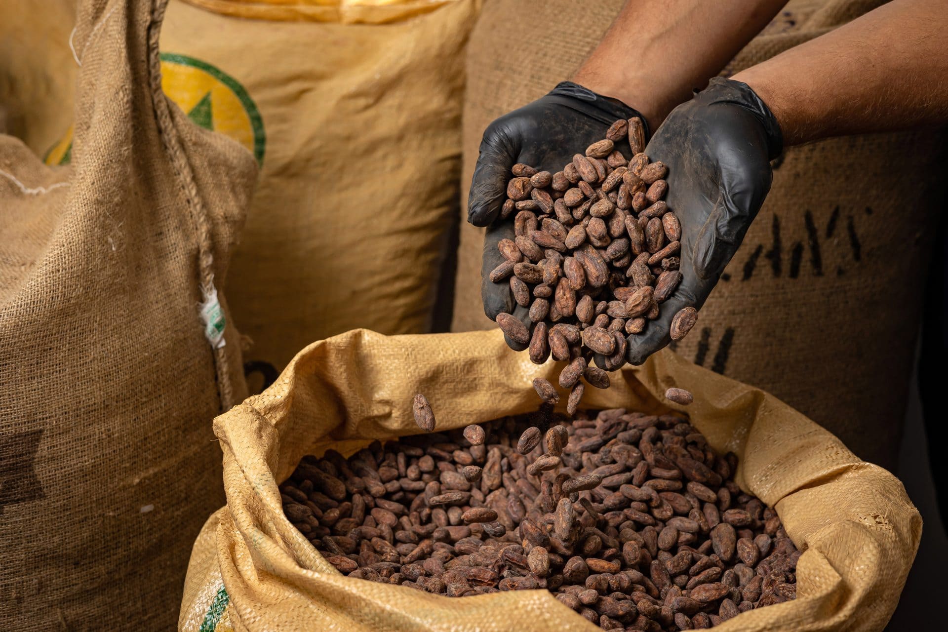 Cacao 06
