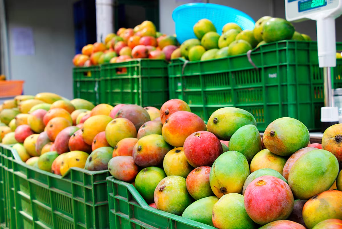 Mango 05