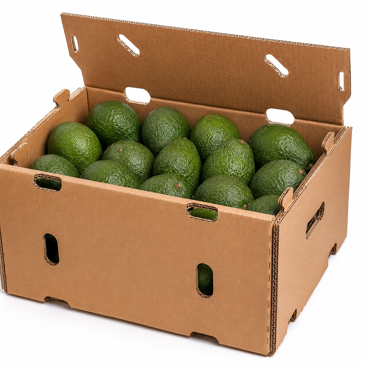 Palta 03