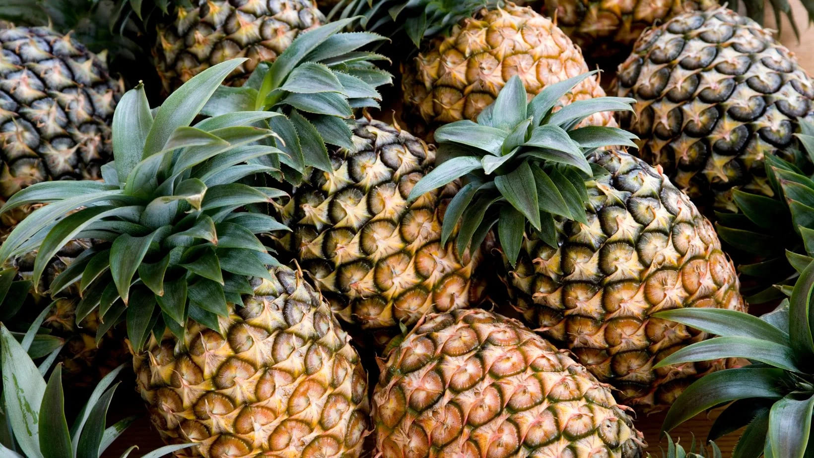 Pina 01