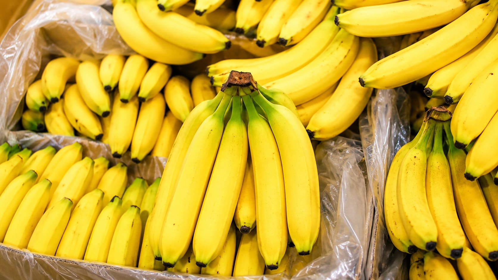 Platano 02_