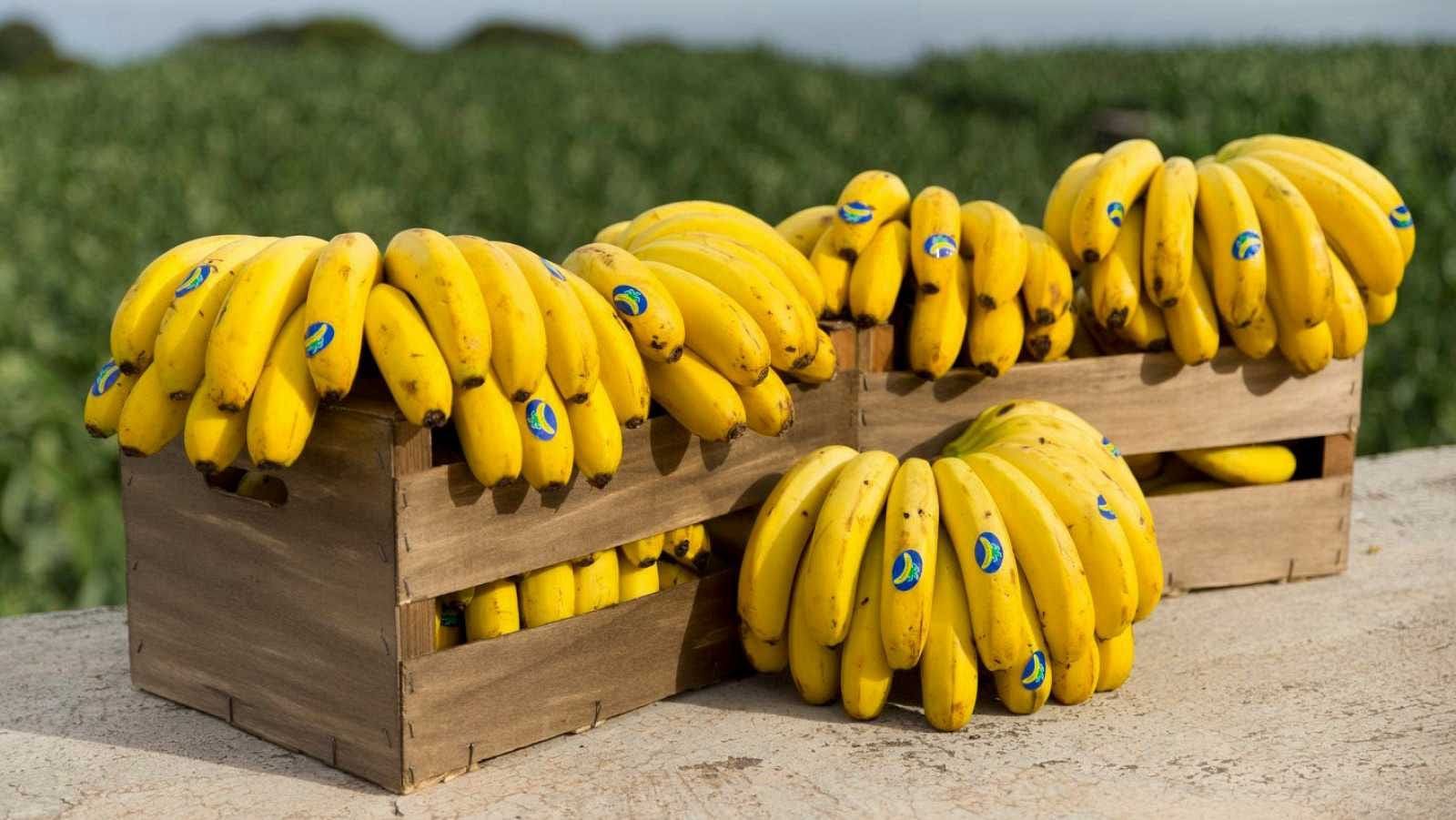 Platano 03