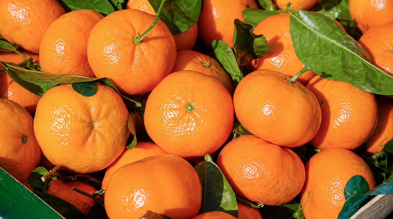 Sumaq - Mandarina exportacion o industrial_